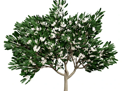 Animated Plumeria 3D Model