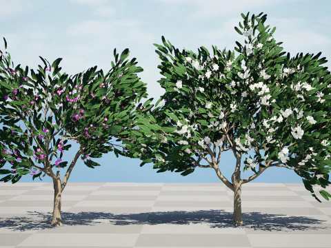 Animated Plumeria 3D Model