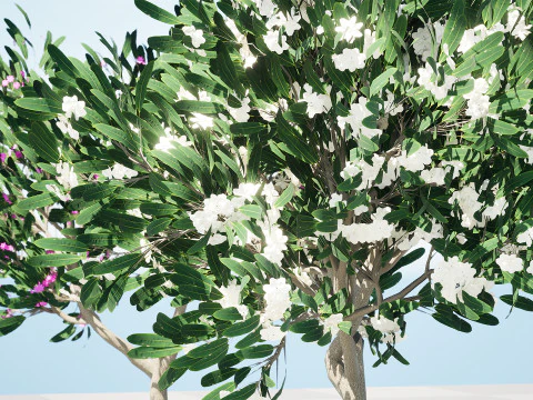 Animated Plumeria 3D Model
