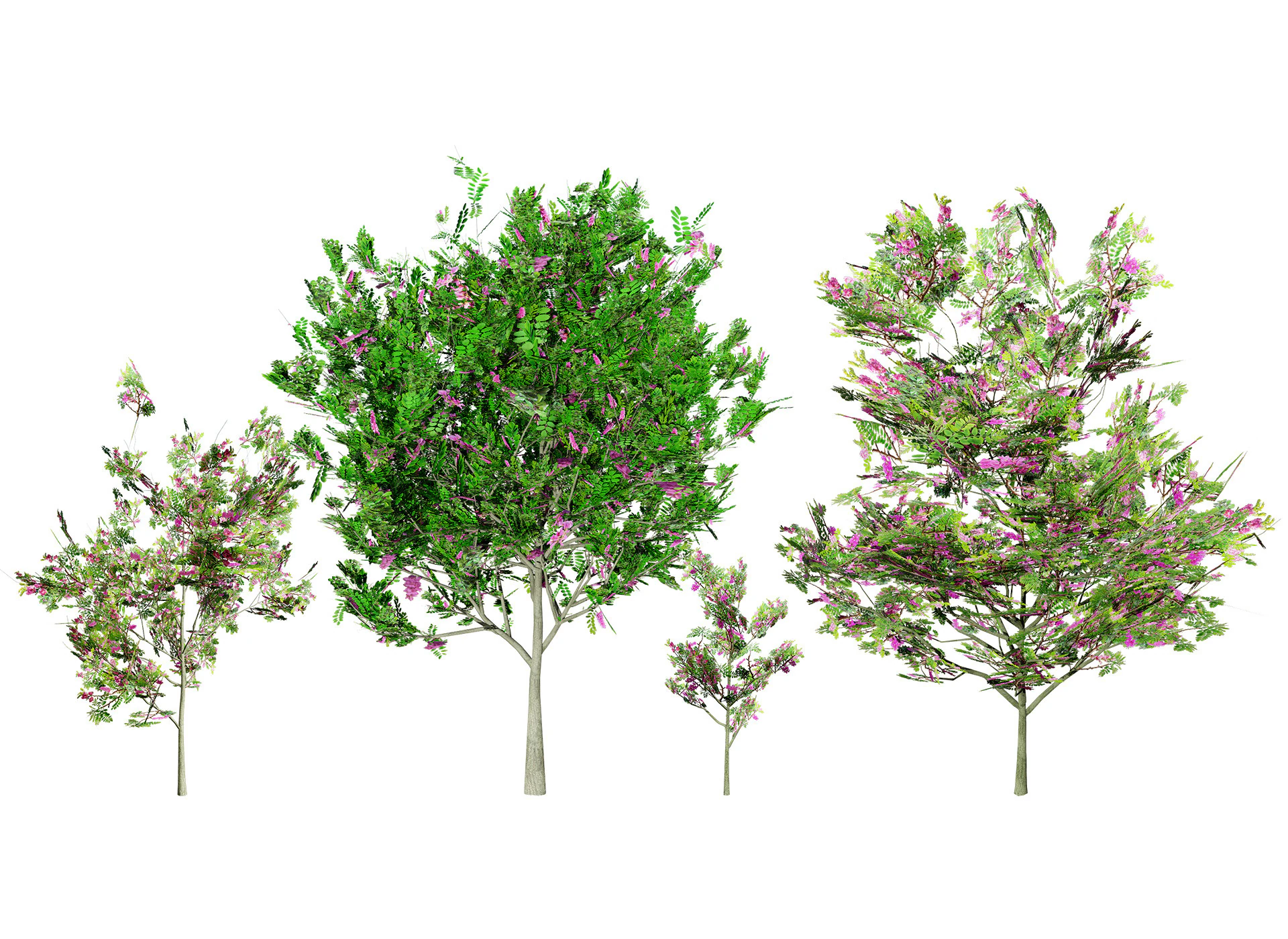 Purple Robe Robinia 3D Model .c4d .max .obj .3ds .fbx .stl .blend 