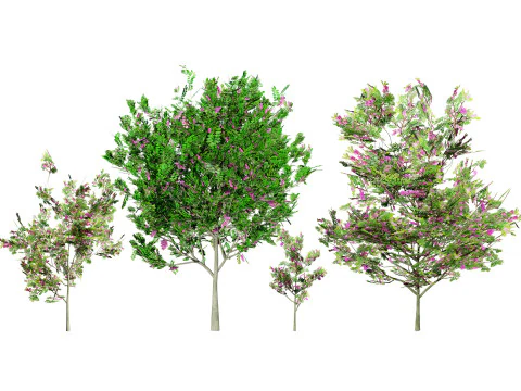 Robinia Jubah Ungu Model 3D