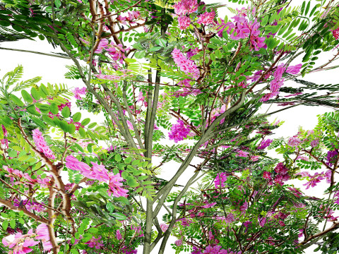 Purple Robe Robinia 3D 모델