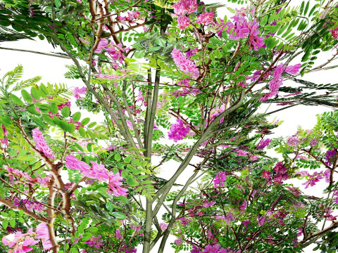 Purple Robe Robinia 3D Model