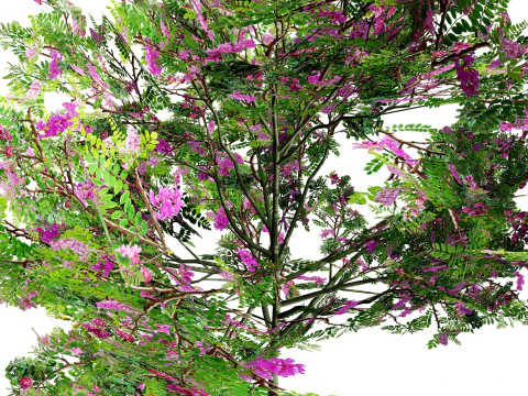 Purple Robe Robinia 3D Model