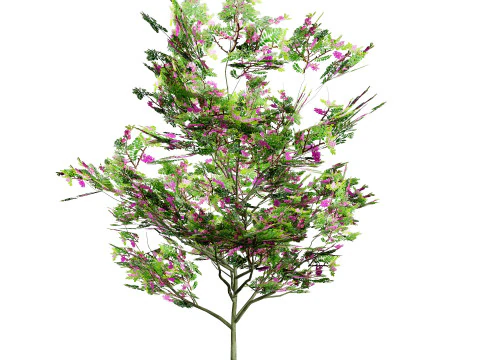 Purple Robe Robinia 3D Model