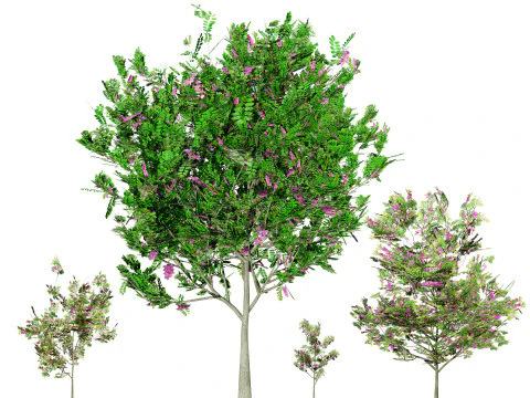 Purple Robe Robinia 3D Model