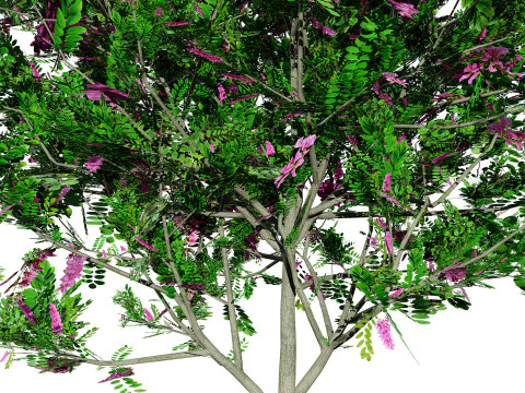 Purple Robe Robinia 3D Model