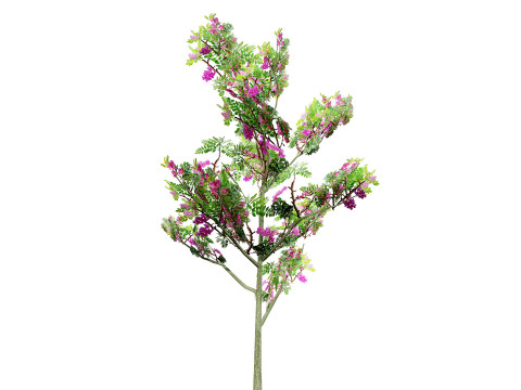 Purple Robe Robinia 3D 모델