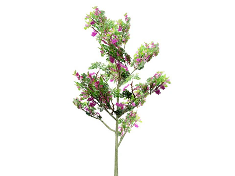Purple Robe Robinia 3D Model
