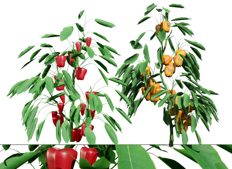 Realistic 3D Capsicum Plant 3D 모델 .c4d .max .obj .3ds .fbx .stl .blend