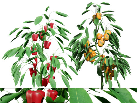 Realistic 3D Capsicum Plant Modello 3D
