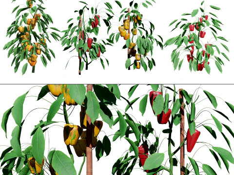 Realistic 3D Capsicum Plant 3D Model