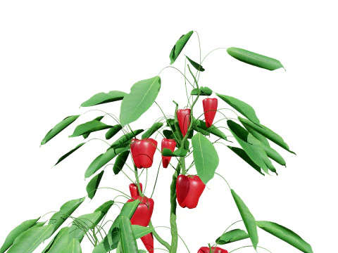 Realistic 3D Capsicum Plant 3D Model