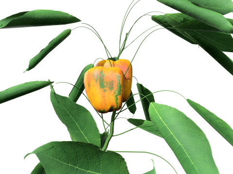 Realistic 3D Capsicum Plant 3D 모델