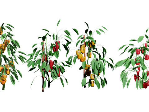Realistic 3D Capsicum Plant 3D 모델