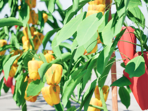 Realistic 3D Capsicum Plant 3D 모델