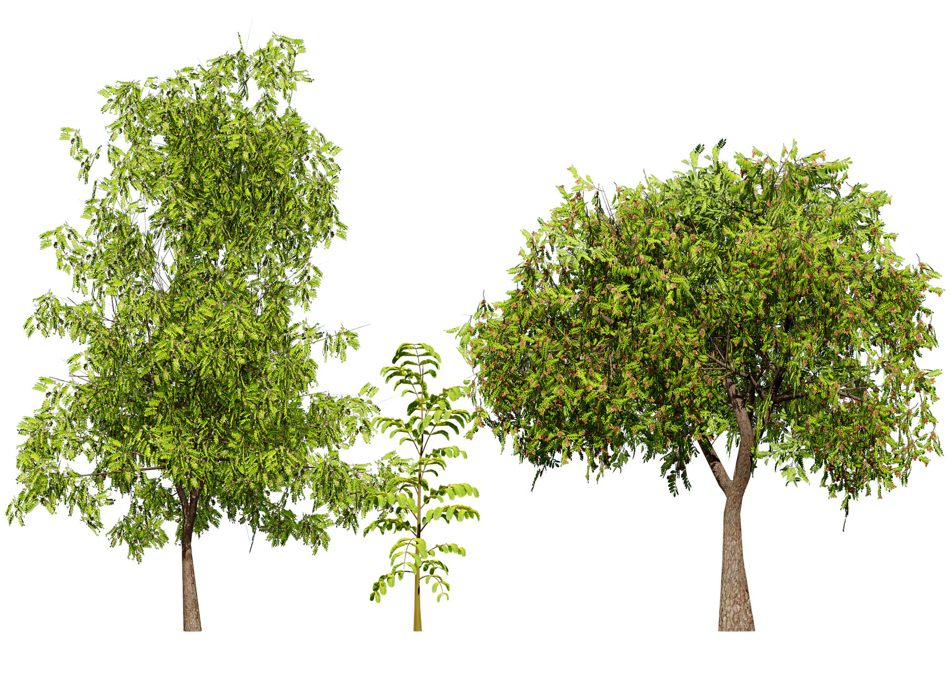 Native Tamarind 3D Model .c4d .max .obj .3ds .fbx .stl .blend