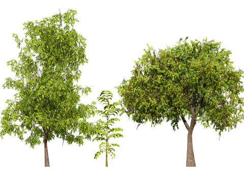 Native Tamarind Modelo 3D