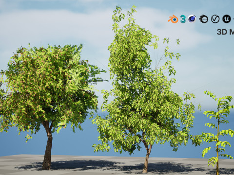 Native Tamarind 3D Model