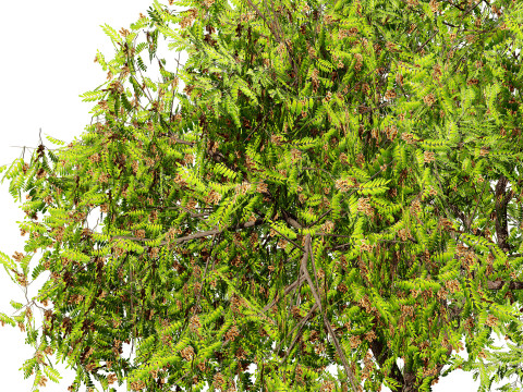 Native Tamarind 3D Model