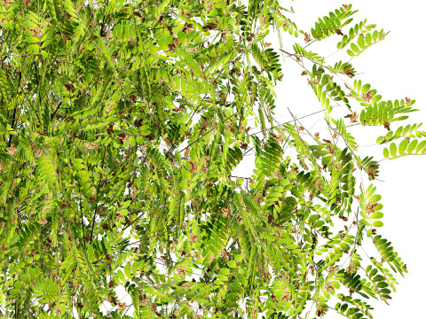 Native Tamarind 3D Model