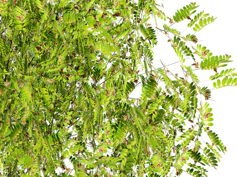 Native Tamarind 3D Model