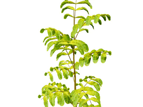 Native Tamarind 3D Model
