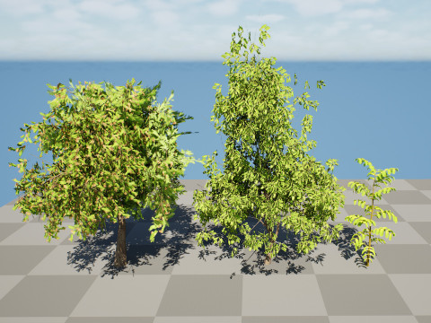 Native Tamarind 3D Model