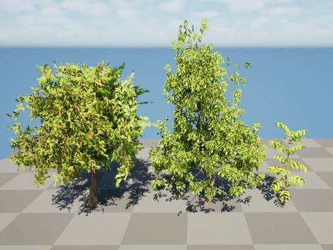 Native Tamarind 3D Model