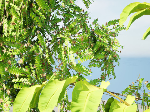 Native Tamarind 3D Model