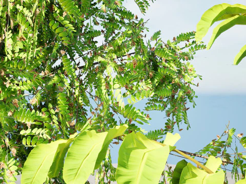 Native Tamarind 3D Model