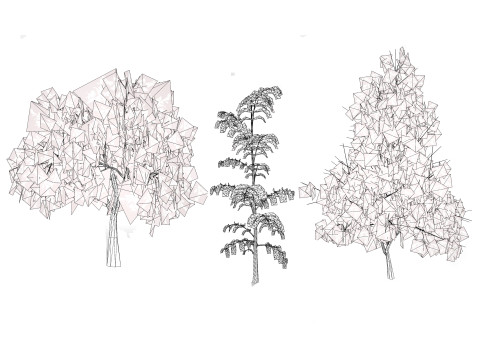 Native Tamarind 3D Model