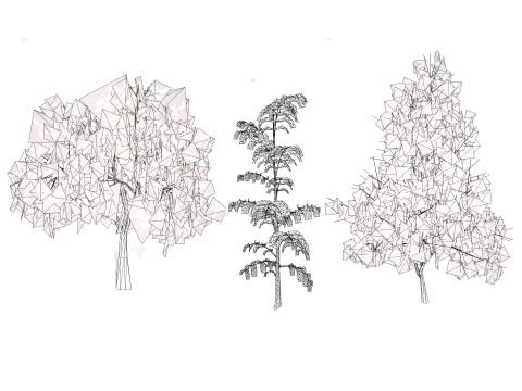 Native Tamarind 3D Model