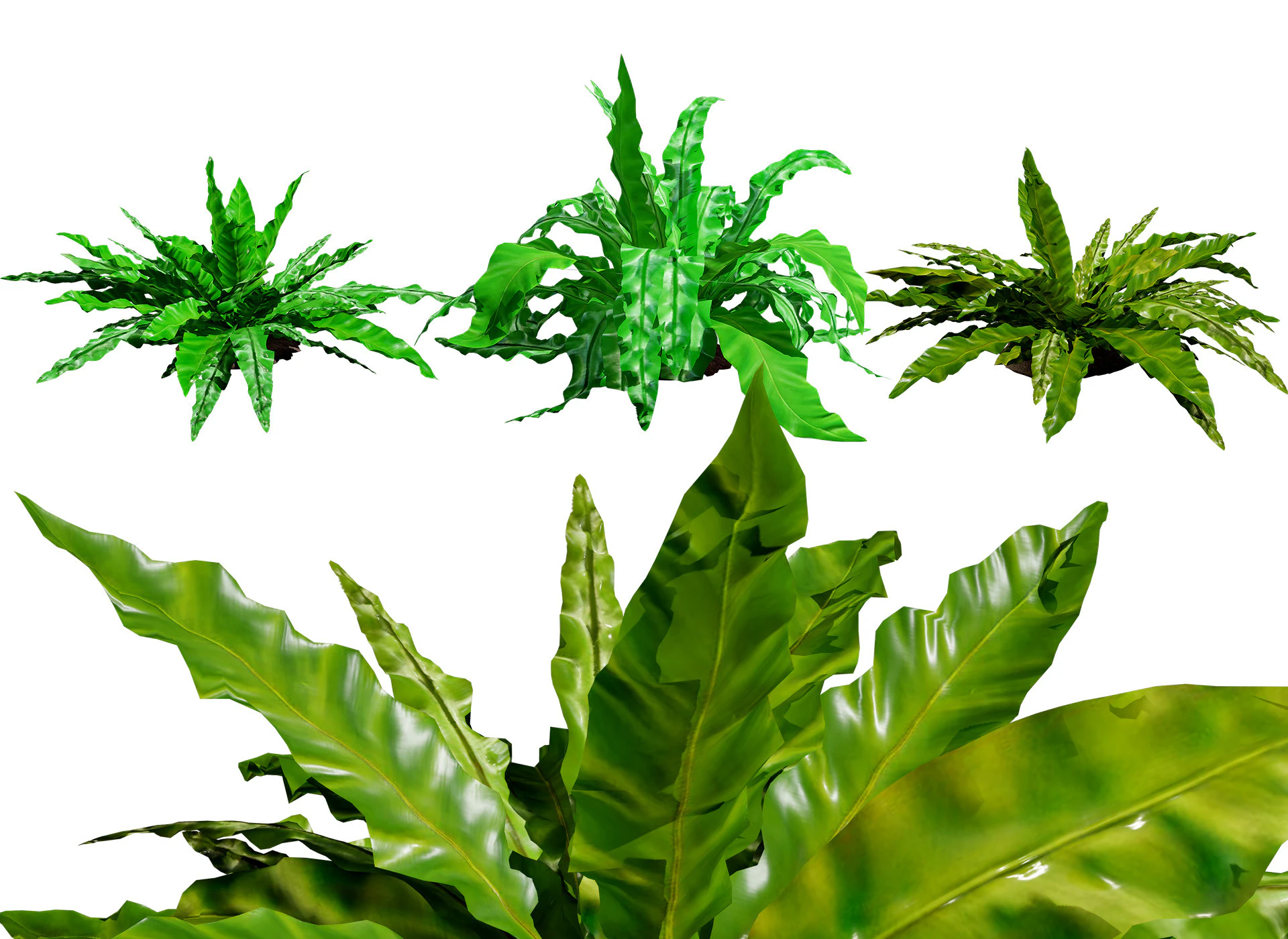 Birds Nest Fern 3D Model .c4d .max .obj .3ds .fbx .stl .blend 