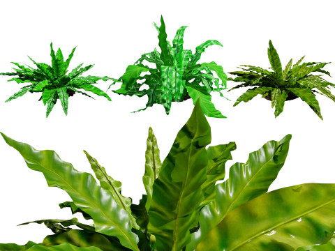 Birds Nest Fern Modello 3D