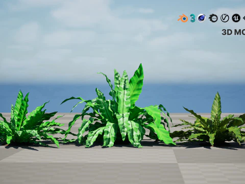 Birds Nest Fern 3D Model