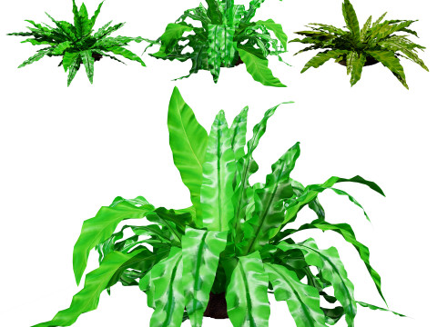 Birds Nest Fern 3D Модель
