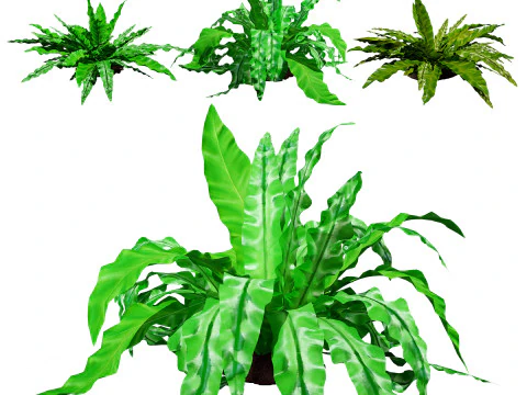 Birds Nest Fern 3D Model