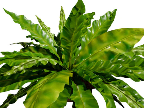 Birds Nest Fern 3D Model