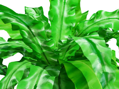 Birds Nest Fern 3D Model