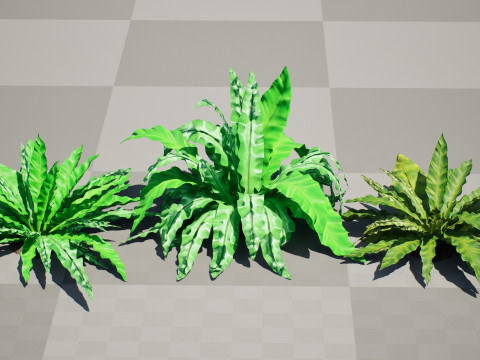 Birds Nest Fern 3D Модель