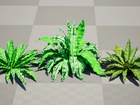 Birds Nest Fern 3D Model