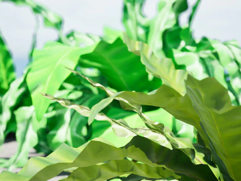 Birds Nest Fern 3D Model