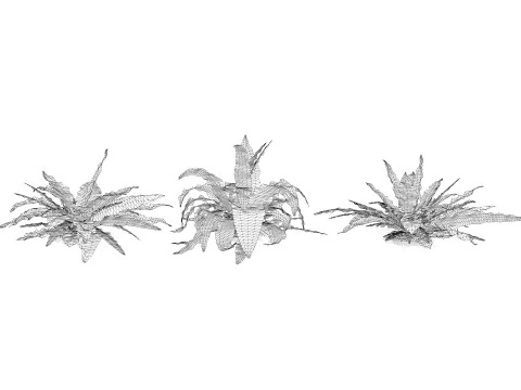 Birds Nest Fern 3D Model