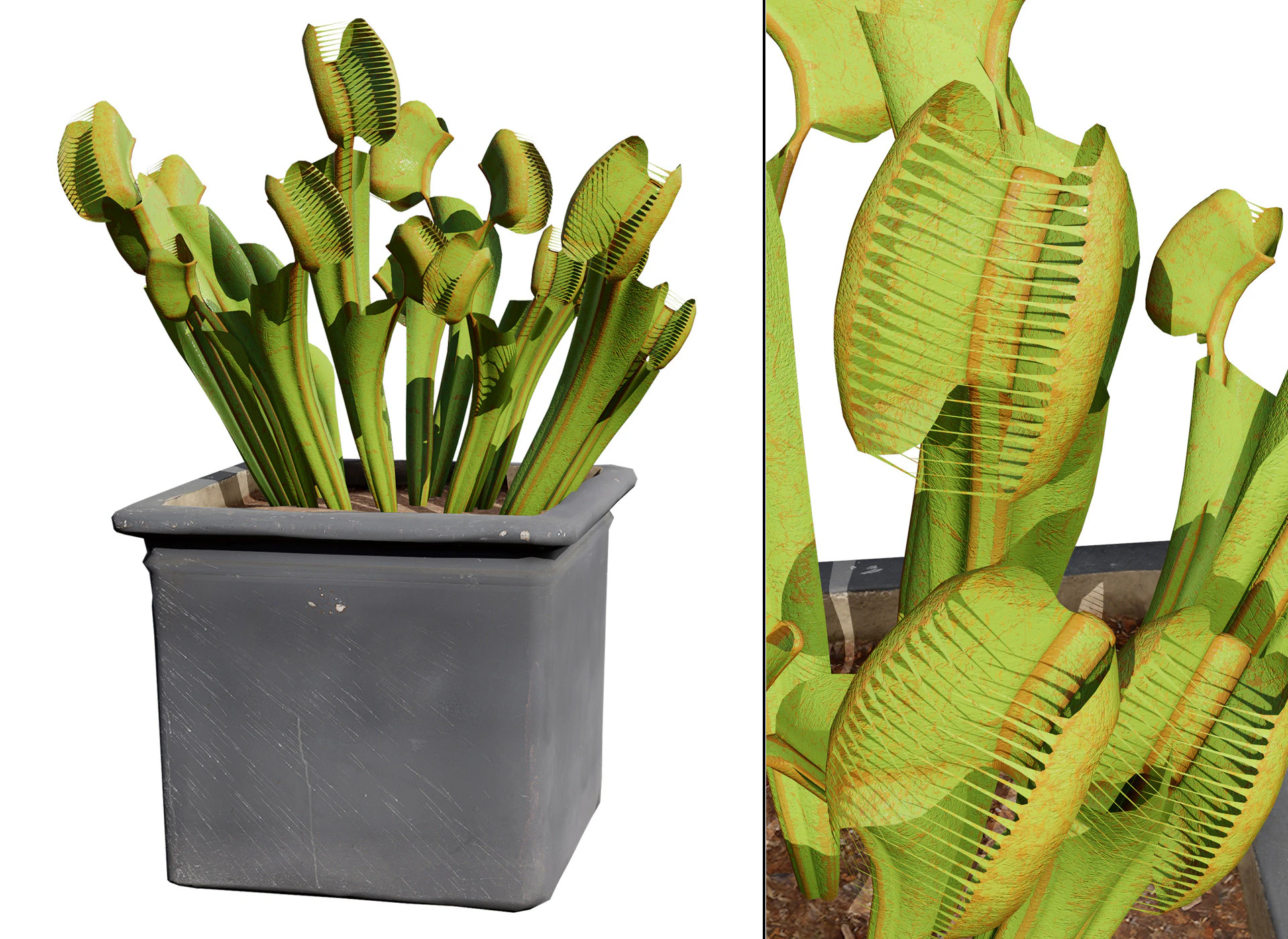 Venus Fly Trap 3D Model .c4d .max .obj .3ds .fbx .stl .blend