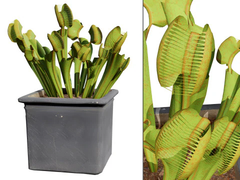 Пастка для мух Венера 3D Модель