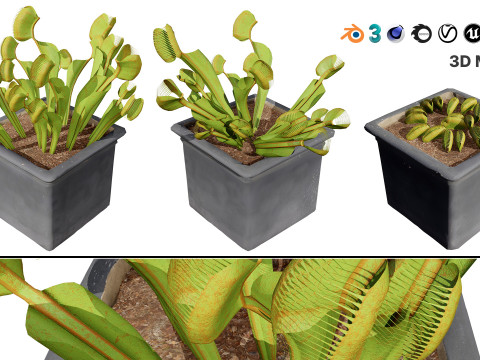 Venus Fly Trap Modelo 3D