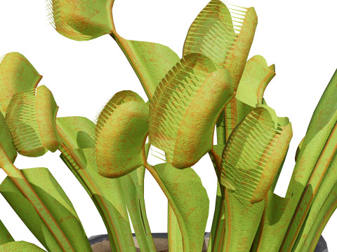 Venus Fly Trap Modelo 3D