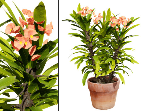 Euphorbia Milii Modello 3D