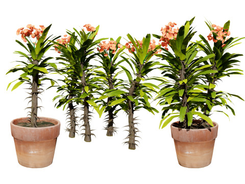Euphorbia Milii 3D Модель
